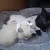 SMOKY a trouvé sa famille