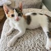 Abricot