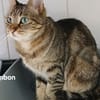 Bonbon