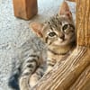 Tora (réservée)