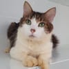 CALOGERO