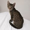 Praline