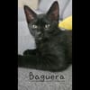 BAGUERA