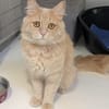 ABRICOT
