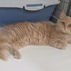 ABRICOT