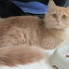 ABRICOT
