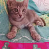 Gizmo