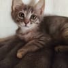 Gizmo