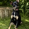 Zelda (Zsurmo)-Zuckersüße Junghündin sucht ihr Perfect-Match