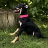 Zelda (Zsurmo)-Zuckersüße Junghündin sucht ihr Perfect-Match