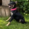 Zelda (Zsurmo)-Zuckersüße Junghündin sucht ihr Perfect-Match