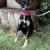 Zelda (Zsurmo)-Zuckersüße Junghündin sucht ihr Perfect-Match