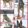 Herzenshund Kurt sucht Familie