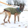Herzenshund Kurt sucht Familie