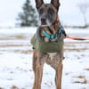 Herzenshund Kurt sucht Familie