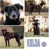 KELDA -neugierig, verschmust & verspielt