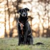 KELDA -neugierig, verschmust & verspielt