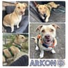 ARKON -Sonnengenießer mit Charakter-