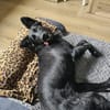 Paloma sucht ihr Für-immer-Zuhause