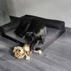Paloma sucht ihr Für-immer-Zuhause
