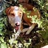 LORENZO - sucht ein Zuhause......