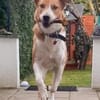 Buddy  sucht Happy-Home