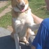 Buddy  sucht Happy-Home