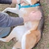 Buddy  sucht Happy-Home
