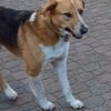 Buddy  sucht Happy-Home