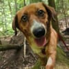 Kuschelmaus Tapsy sucht ihr Glück