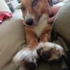 Kuschelmaus Tapsy sucht ihr Glück