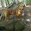 Kuschelmaus Tapsy sucht ihr Glück