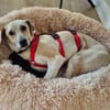 Rüde Buru sucht ein Zuhause