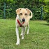 Rüde Buru sucht ein Zuhause