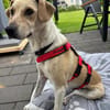 Rüde Buru sucht ein Zuhause