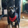 Kelly , klein und sehr lieb sucht ihr Für-immer-Zuhause!
