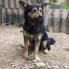 Kelly , klein und sehr lieb sucht ihr Für-immer-Zuhause!