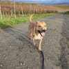 Rambo sucht ein Zuhause