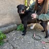 Kope -Sanfte Seele wartet auf ein Happy-End!