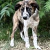 Jane -Zarte Maus sucht ihre Menschen
