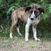 Jane -Zarte Maus sucht ihre Menschen