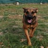Liebenswerte Bambi sucht Euch
