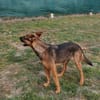 Liebenswerte Bambi sucht Euch