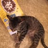 Schmusekater Tigar sucht passende Dosenöffner