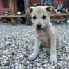 SUNI, sanfte junge Dame sucht