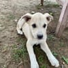 SUNI, sanfte junge Dame sucht