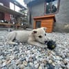 SUNI, sanfte junge Dame sucht