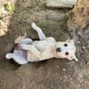 SUNI, sanfte junge Dame sucht