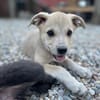 SUNI, sanfte junge Dame sucht