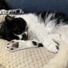 Knut - Fiverling sucht sein Happy End